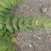 Sumac